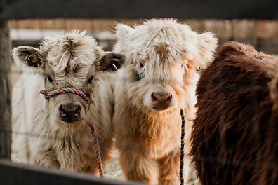 Tips for Caring for Your Miniature Highland Cow