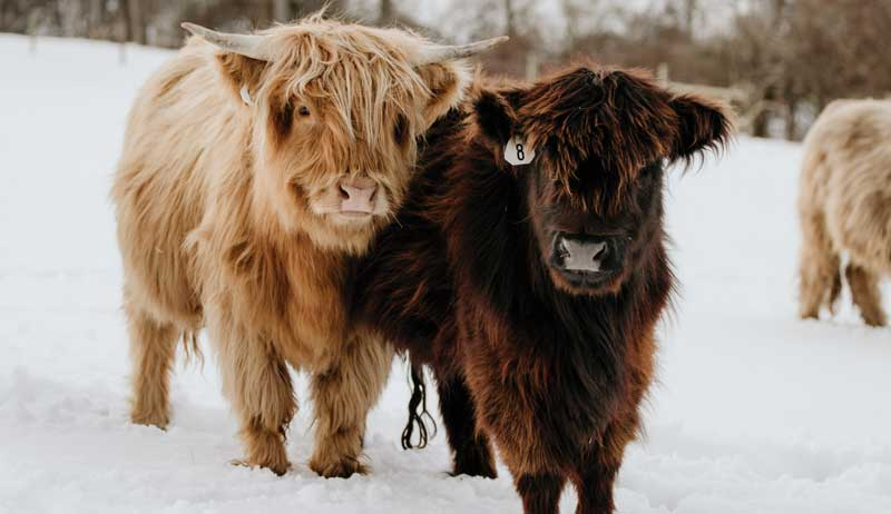 The Unique Charm of Miniature Highland Cows