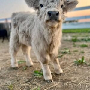 Miniature cow for sale