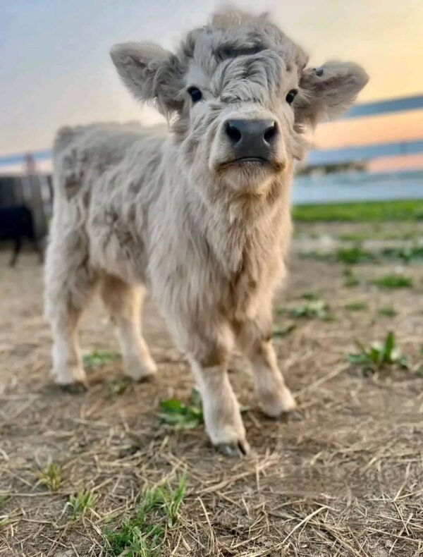 Miniature cow for sale