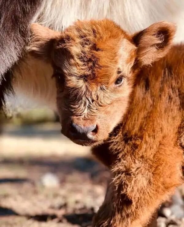 Miniature Highland Cow for Sale