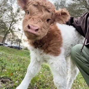 Highland Mini Cows for Sale