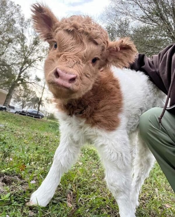 Highland Mini Cows for Sale