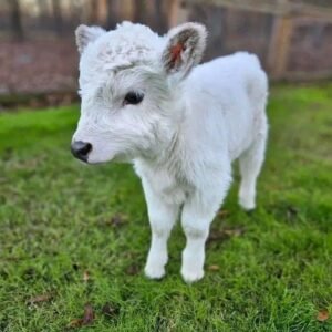 Micro Mini Highland Cow for Sale