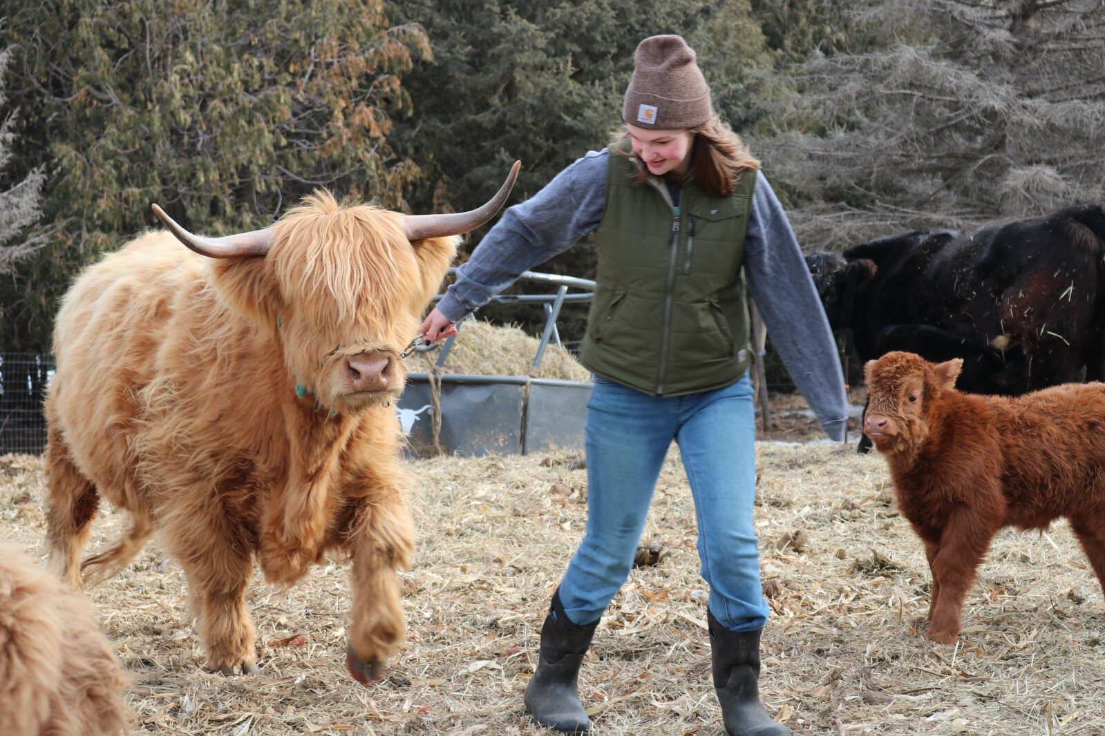 The Benefits of Miniature Highland Cows for Small-Scale Farmers